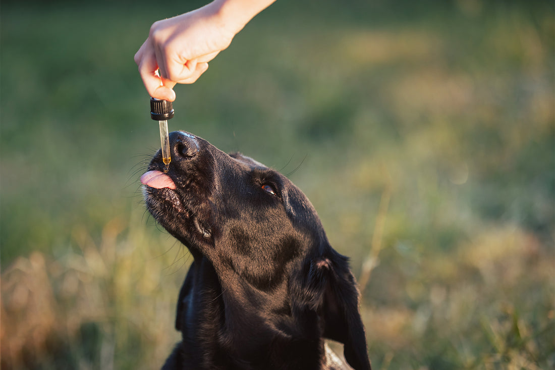 A black dog taking CBD oil from a dropper held by a hand